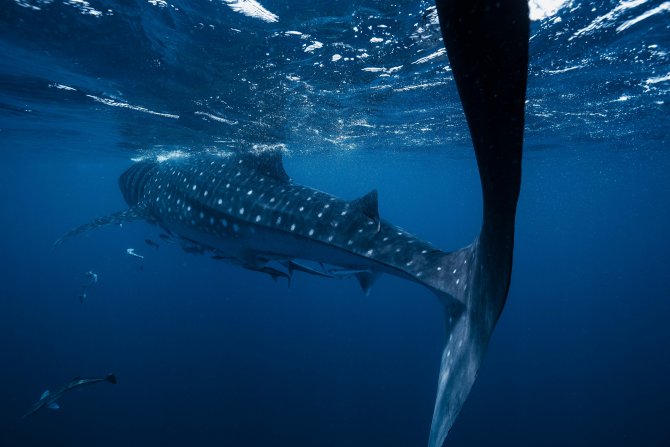 1661761616-qatartourism-whale-sharks-1.jpg