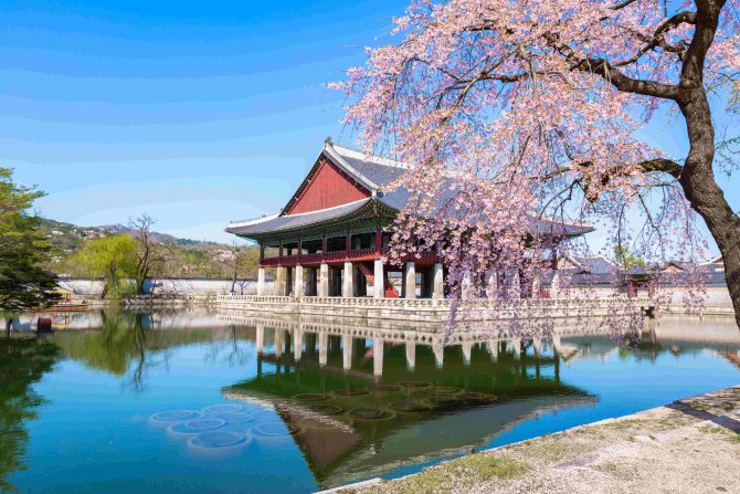 1787906537-gyeongbokgung-saray-ilkbaharda-kiraz-i-e-i-a-ac-ile-kore-g-ney-kore-nin-seul-ehrinde.jpg