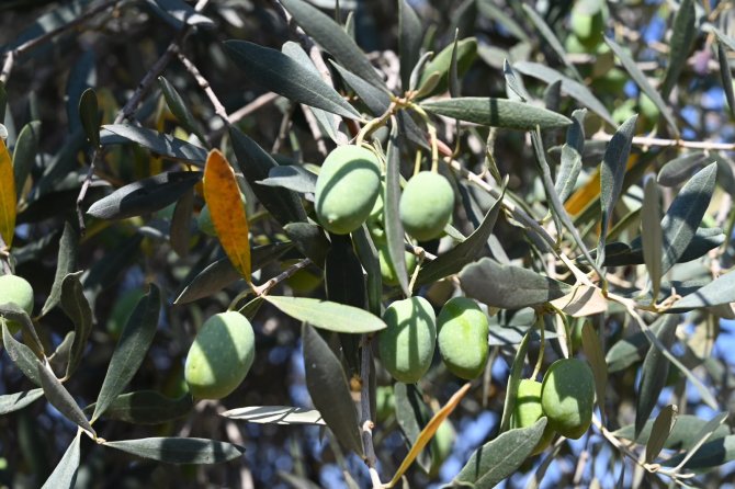 gemlikte-zeytin-agaci-1500-yildir-meyve-veriyor-6.jpeg